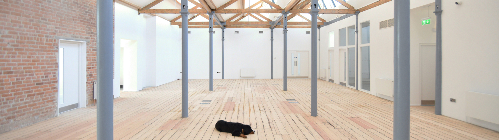 A dog lying in a architecture designed office A dog lying in a architecture designed office